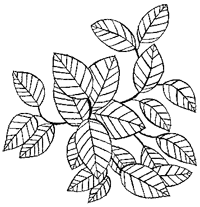 Дикий лес - i_027.png