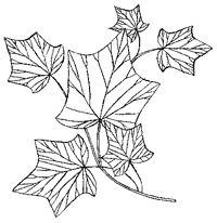 Дикий лес - i_061.png