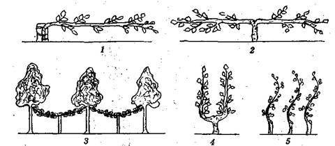 Справочник современного ландшафтного дизайнера - i_049.jpg