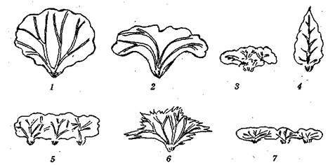 Справочник современного ландшафтного дизайнера - i_052.jpg