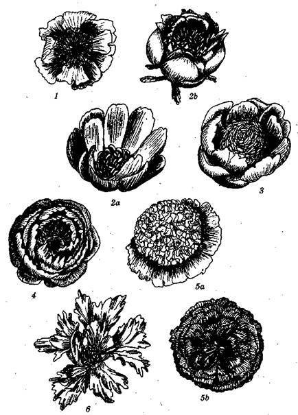 Справочник современного ландшафтного дизайнера - i_081.jpg