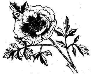 Справочник современного ландшафтного дизайнера - i_083.jpg