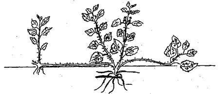 Справочник современного ландшафтного дизайнера - i_085.jpg