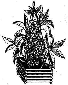 Справочник современного ландшафтного дизайнера - i_086.jpg