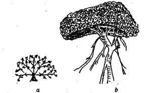 Справочник современного ландшафтного дизайнера - i_089.jpg