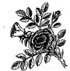 Справочник современного ландшафтного дизайнера - i_099.jpg