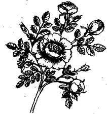 Справочник современного ландшафтного дизайнера - i_100.jpg