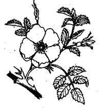 Справочник современного ландшафтного дизайнера - i_101.jpg