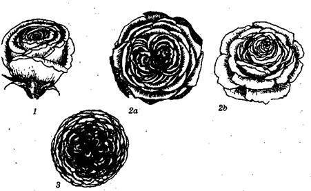 Справочник современного ландшафтного дизайнера - i_102.jpg