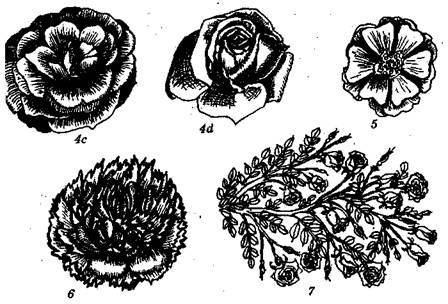 Справочник современного ландшафтного дизайнера - i_103.jpg