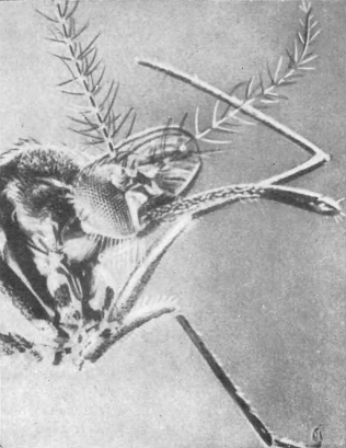 Драматическая медицина. Опыты врачей на себе (с ориг. илл.) - i_010.png