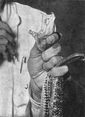 Драматическая медицина. Опыты врачей на себе (с ориг. илл.) - i_030.png