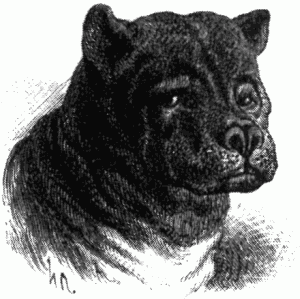 Знаменитые собаки - i_010.png