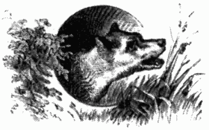 Знаменитые собаки - i_011.png