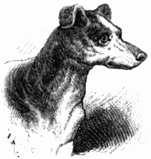 Знаменитые собаки - i_012.png