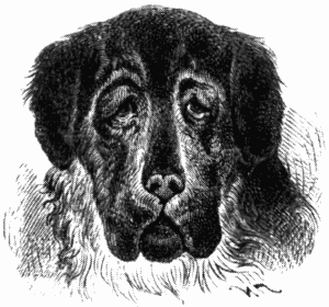 Знаменитые собаки - i_030.png