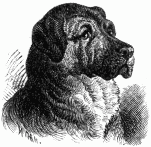 Знаменитые собаки - i_031.png