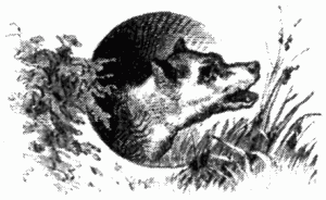 Знаменитые собаки - i_032.png