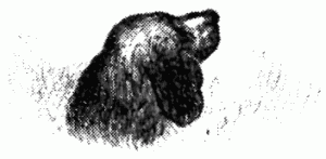 Знаменитые собаки - i_034.png