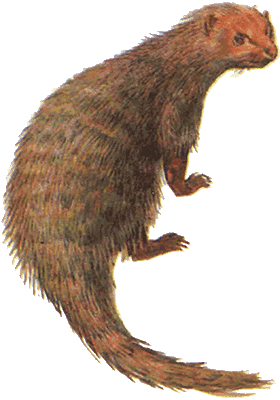 Невидимые нити природы - i_011.png