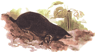 Невидимые нити природы - i_028.png