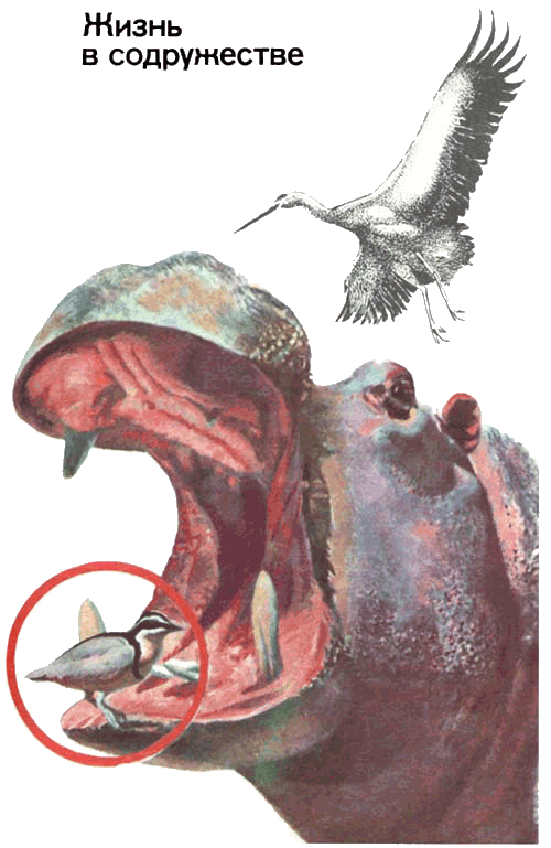 Невидимые нити природы - i_032.png