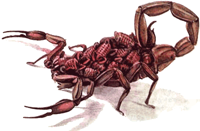 Невидимые нити природы - i_033.png