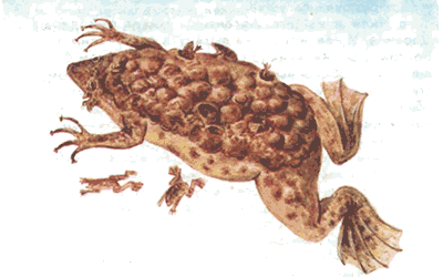 Невидимые нити природы - i_037.png