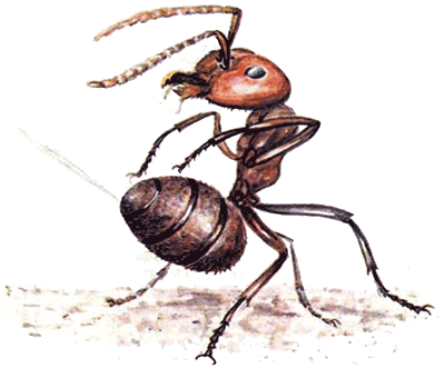 Невидимые нити природы - i_045.png