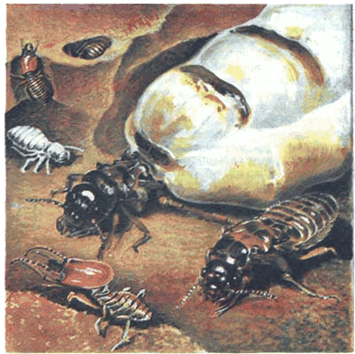 Невидимые нити природы - i_052.png