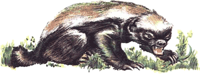 Невидимые нити природы - i_054.png