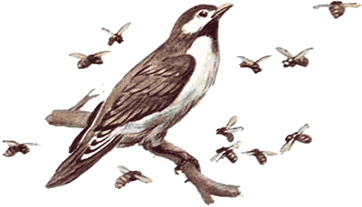 Невидимые нити природы - i_055.png