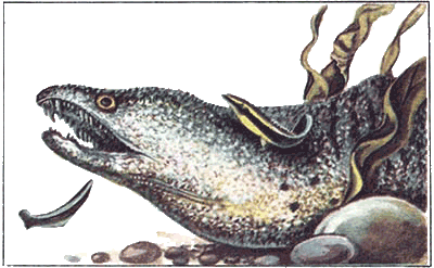 Невидимые нити природы - i_059.png