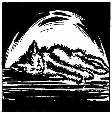 Бойся Кошек - i_013.png