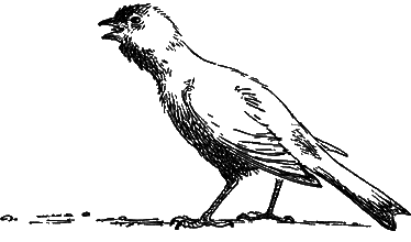 Дайте кошке слово - i_042.png