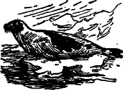 Руал Амундсен - image046.png