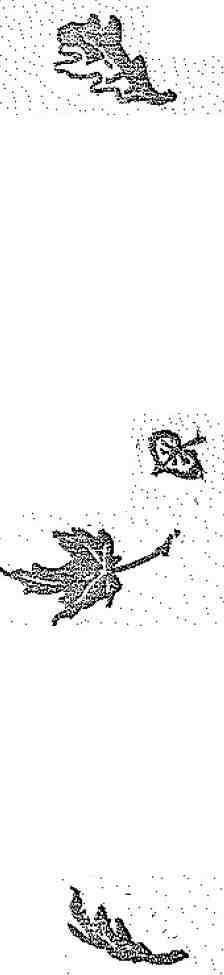 Красношейка - i_005.jpg