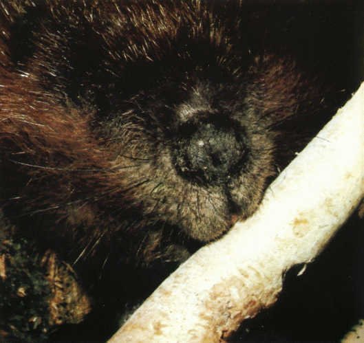 Лососи, бобры, каланы - i_048.jpg