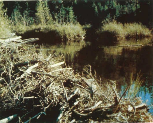 Лососи, бобры, каланы - i_073.jpg