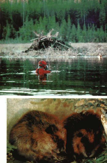 Лососи, бобры, каланы - i_076.jpg