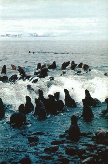 Лососи, бобры, каланы - i_085.jpg