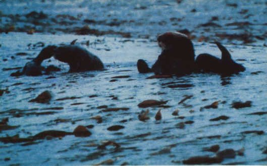 Лососи, бобры, каланы - i_087.jpg