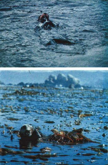 Лососи, бобры, каланы - i_088.jpg