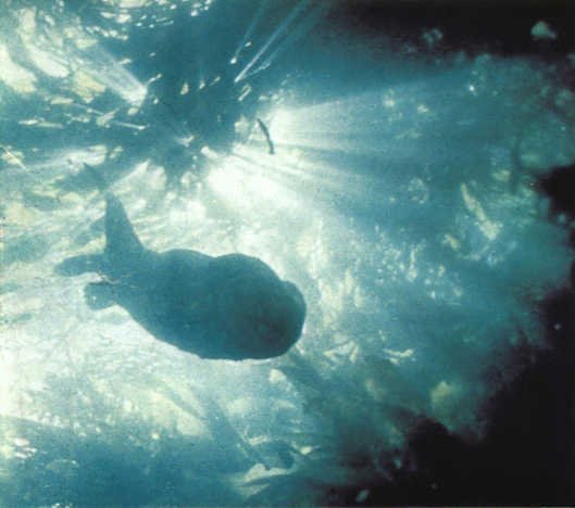 Лососи, бобры, каланы - i_094.jpg