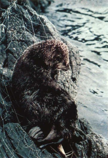 Лососи, бобры, каланы - i_097.jpg