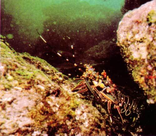 Сюрпризы моря - i_051.jpg