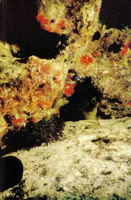 Сюрпризы моря - i_052.jpg