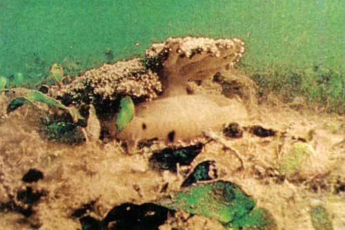 Сюрпризы моря - i_053.jpg