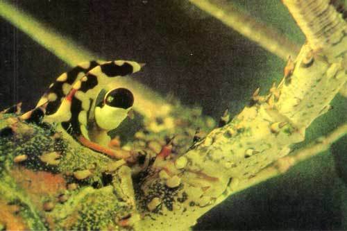 Сюрпризы моря - i_057.jpg