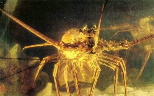 Сюрпризы моря - i_058.jpg